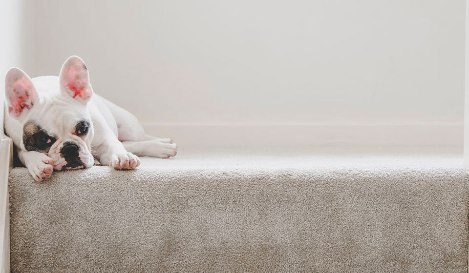 Dog lying on a carpet at the top of some steps