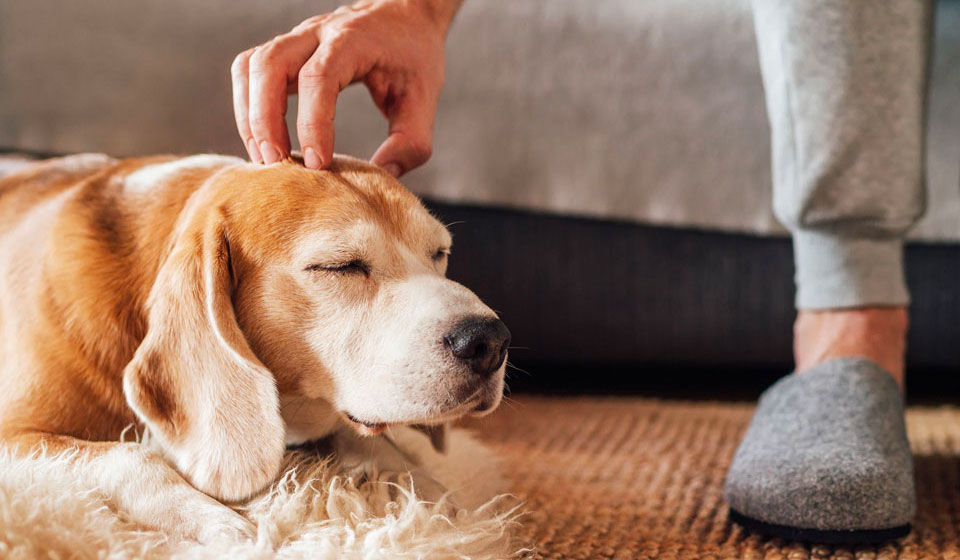 Dog lying on a carpet having his head scratched