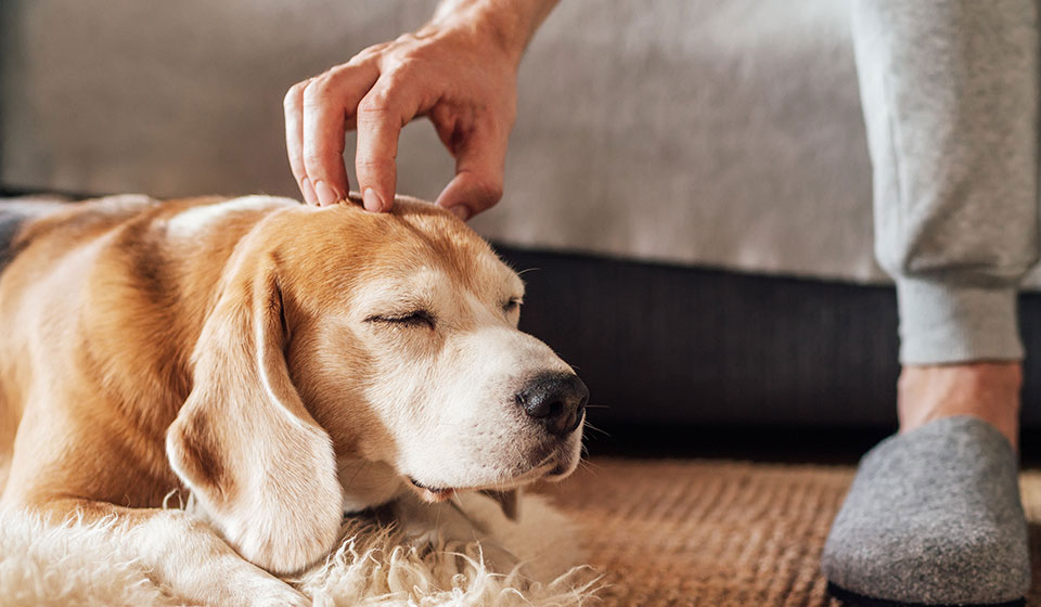 Dog on a carpet being stroked